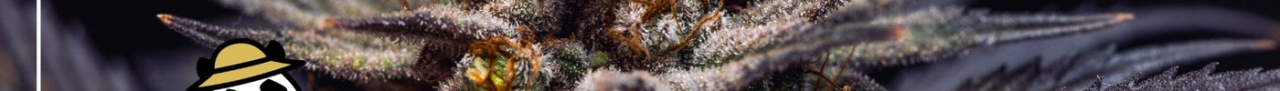 Was ist Living Soil eigentlich?
