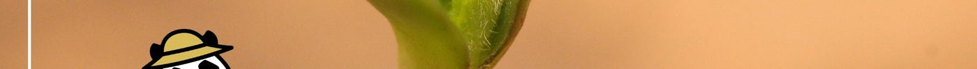 Botanik Basics – Teil 2: Die Keimlingsphase