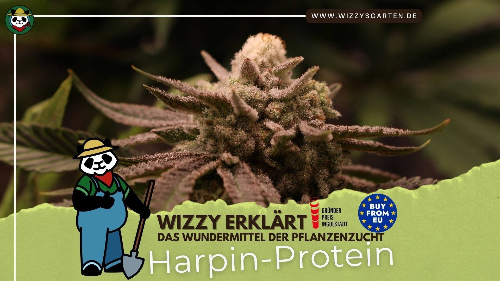 Harpin-Protein - Das Wundermittel der Pflanzenzucht