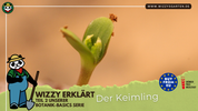 Botanik Basics – Teil 2: Die Keimlingsphase