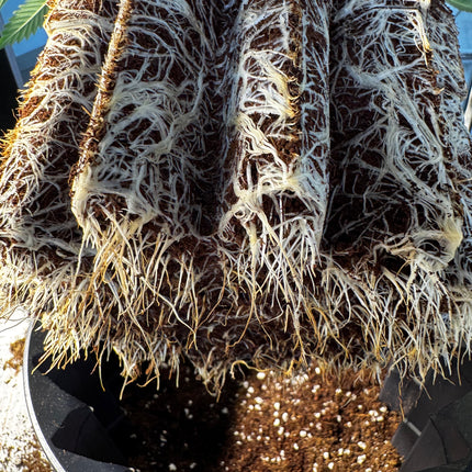 Roothus Anti-Spiral Pflanztopf für Cannabis | 1 L & 3 L Varianten