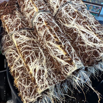 Roothus Anti-Spiral Pflanztopf für Cannabis | 1 L & 3 L Varianten